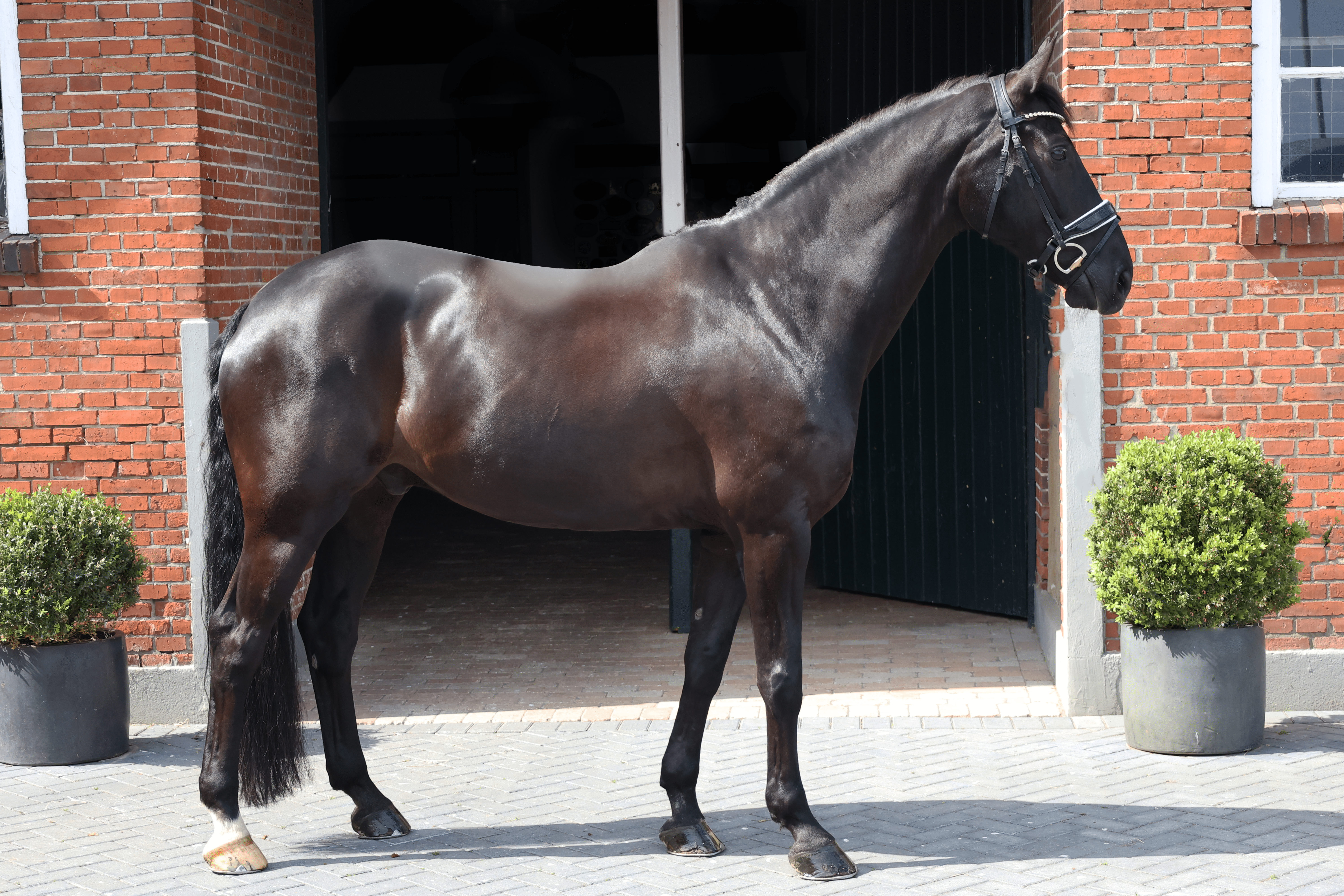Dressage horse, Westfale gelding, Prix St. George, 12-yo, black